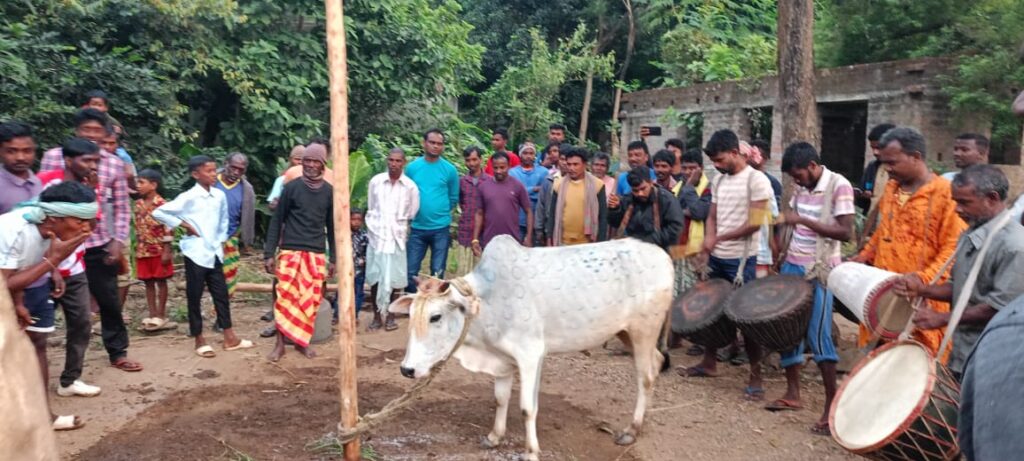 সাঁওতালি সহরায় সেরেঞ//Santali sohoray Sereng