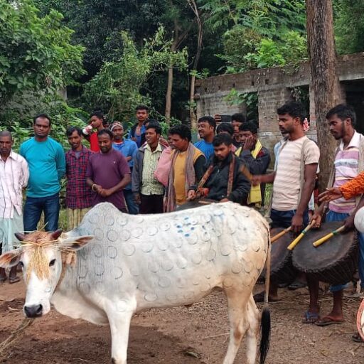 সাঁওতালি সহরায় সেরেঞ//Santali sohoray Sereng